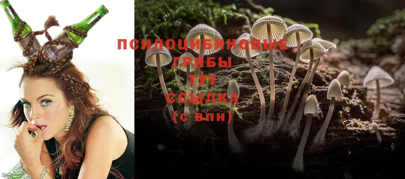 Галлюциногенные грибы Psilocybe  Калач-на-Дону 